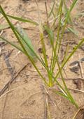 Cyperus  spp.